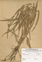 藏品(淡竹葉)的圖片